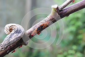 Red winged insects mating on treesÃ¢â¬â¹ inÃ¢â¬â¹ theÃ¢â¬â¹ organicÃ¢â¬â¹ fram. photo